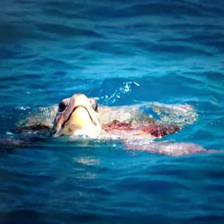 Uptown App & Pool Daily Contactless Check In & Check Out Famagusta (Northern Cyprus)