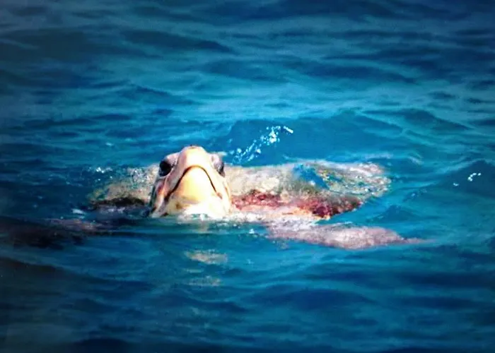 Uptown App & Pool Daily Contactless Check In & Check Out 파마구스타